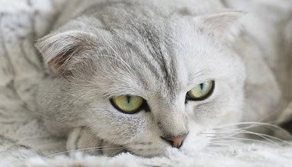 极速电竞下载-云开体育：云端驱动的体育新纪元，点亮训练与竞争的每一步